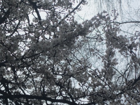 Arbre fleuri